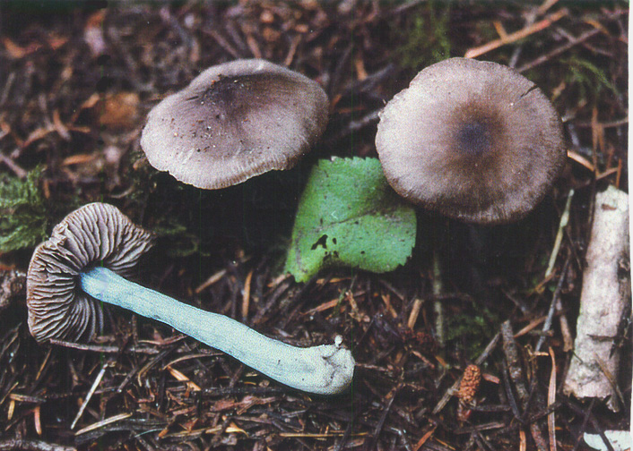 Rhodocybe trachyospora